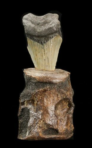 Megalodon Tooth Mounted In Fossil Vertebrae #40300